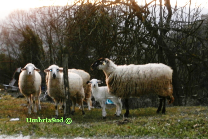 agroalimentare pecore Coppe